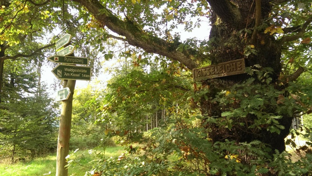 Die Kisseleiche ist einer der ältesten Bäume auf diesem Weg.